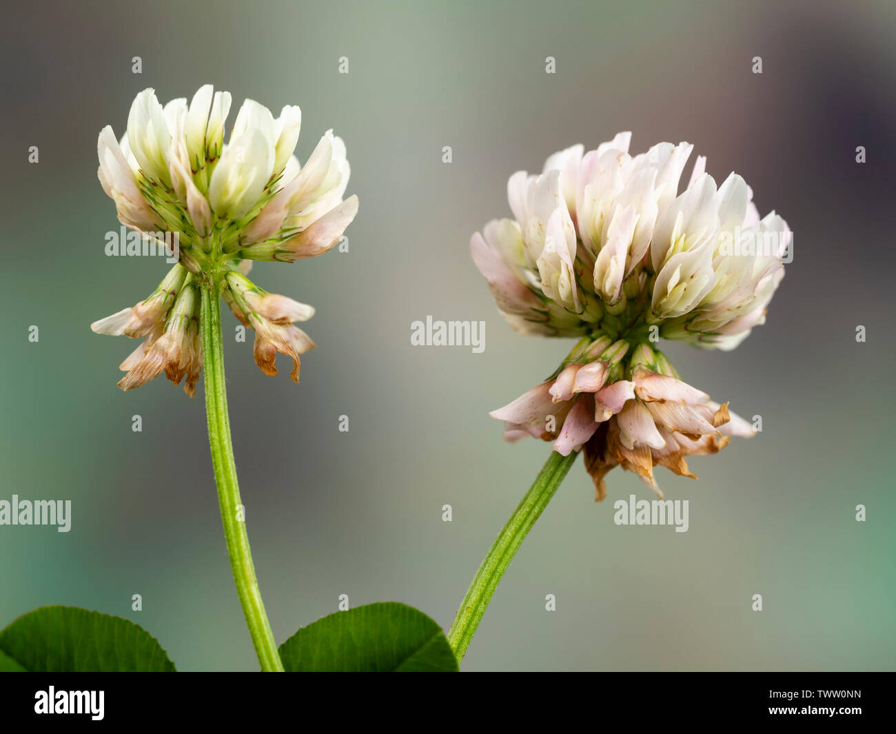 Les capitules de double récolte du fourrage commun et les mauvaises herbes de la pelouse, le trèfle blanc, Trifolium repens Banque D'Images