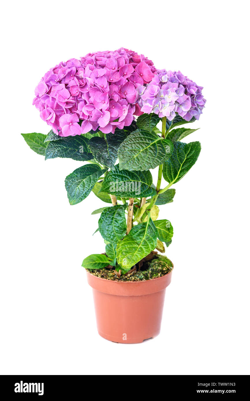 Hortensia violet rose fleur en pot de fleurs sur fond blanc Photo Stock -  Alamy