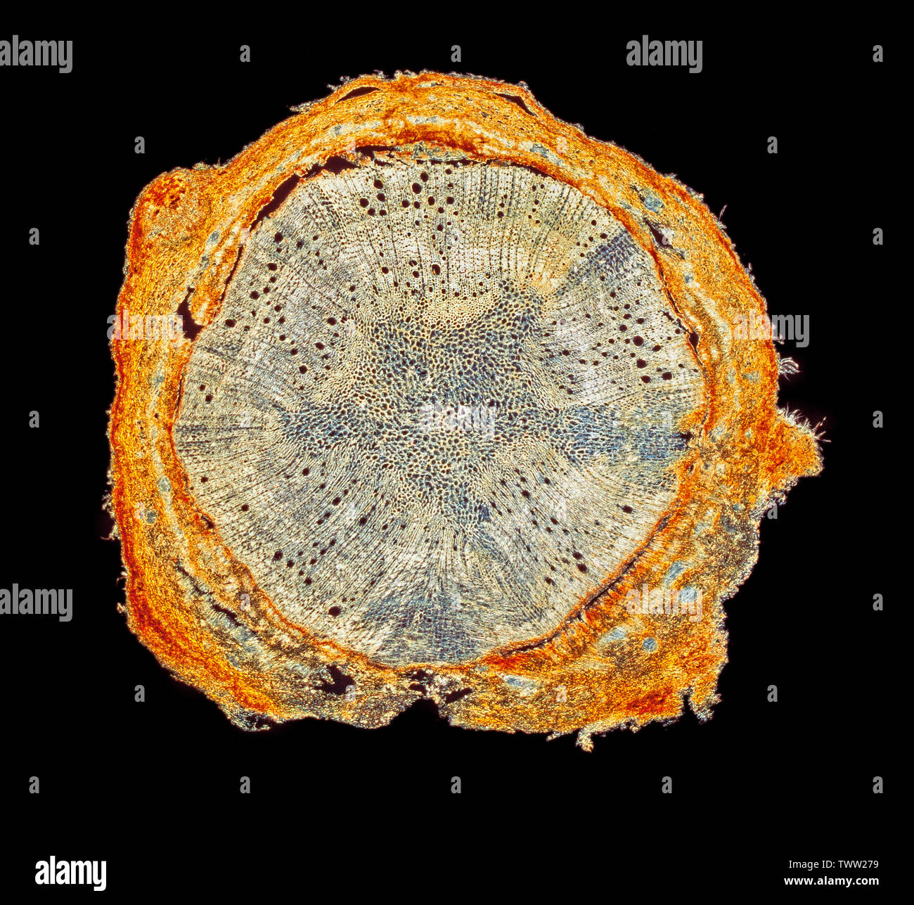 Quercus suber, TS section, communément appelé le chêne-liège, darkfield photomicrographie Banque D'Images