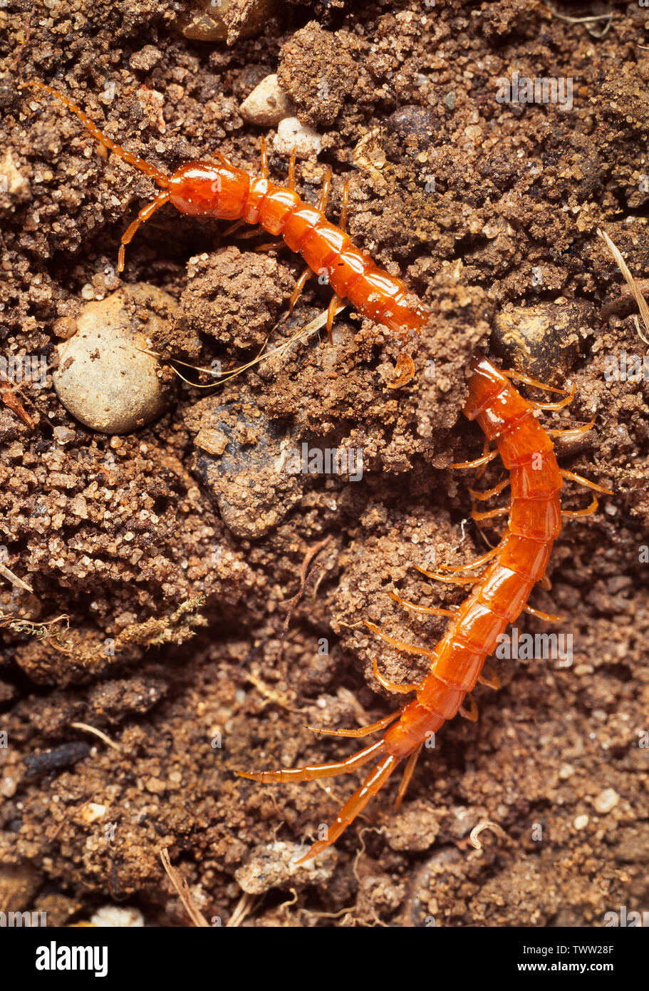 Lithobius forficatus Pierre, centipede, UK Banque D'Images