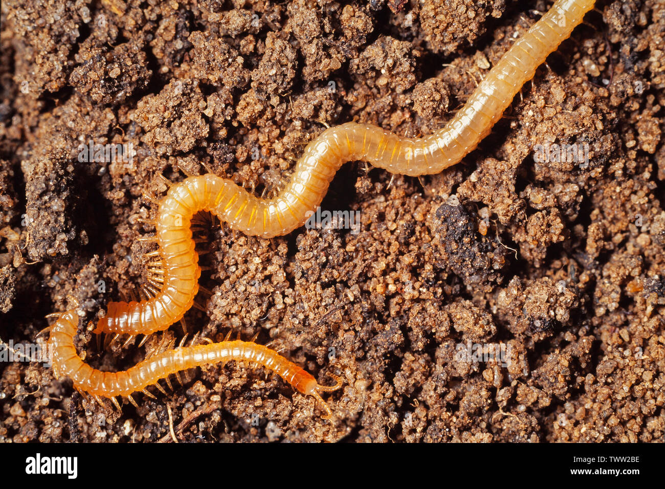 Micromys minutus, Centipede Haplophilus Banque D'Images