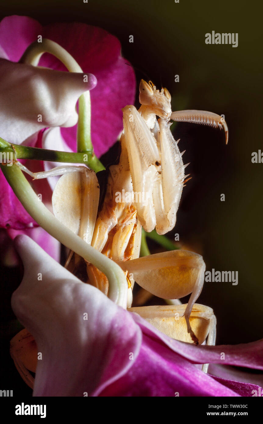 Mante religieuse orchidée Hymenopus coronatus, Malaisie, Banque D'Images