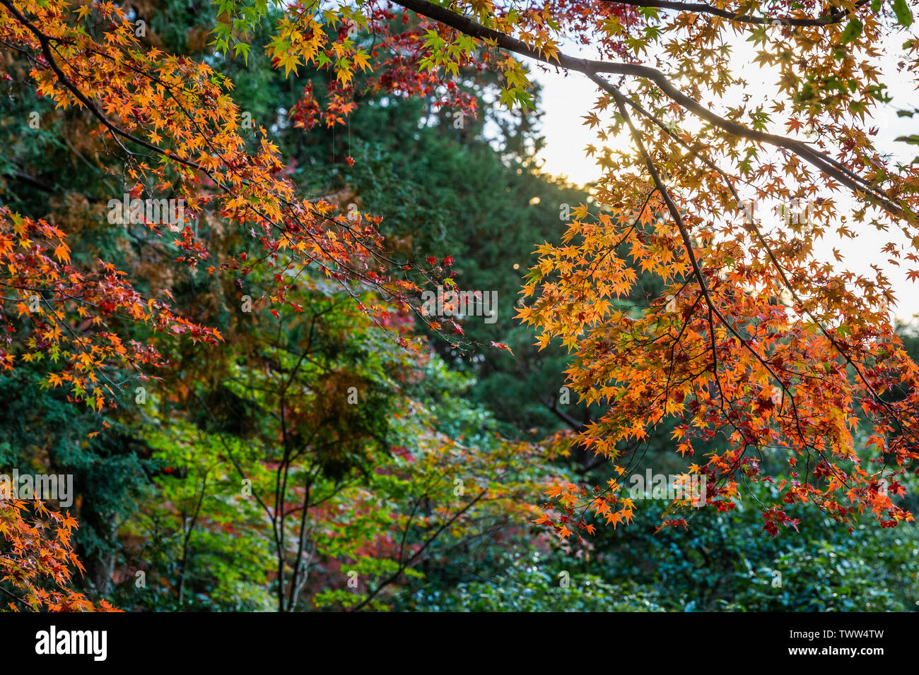 Les feuilles des arbres colorés couverts park area au Japon lors du changement de saison à partir de l'automne à l'hiver. Banque D'Images