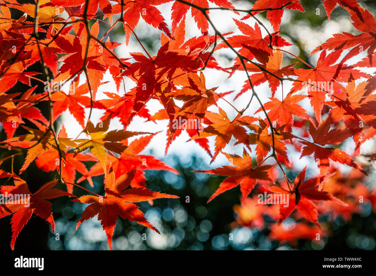 Feuille d'érable rouge coloré en courbant branches couvertes le parc au Japon au cours de l'automne et l'hiver. Banque D'Images