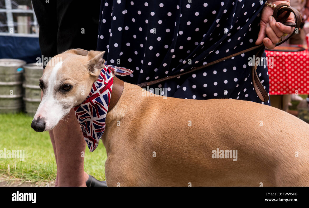 Chien habillé avec l'Union Jack flag autour de son cou sur 1940 jours, Harrogate, England, UK, 23 juin 2019. Banque D'Images