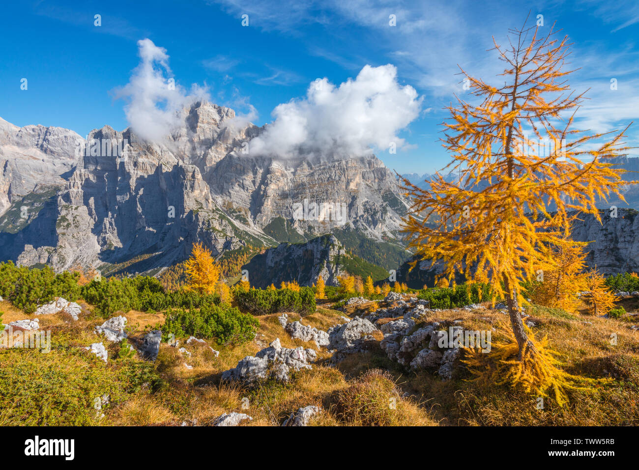 Mélèzes jaune en forêt avec vue sur le mont Moiazza, Alpes italiennes. Vue du sommet de la vallée et la forêt en couleurs d'automne. Feuillage en Italie. Banque D'Images