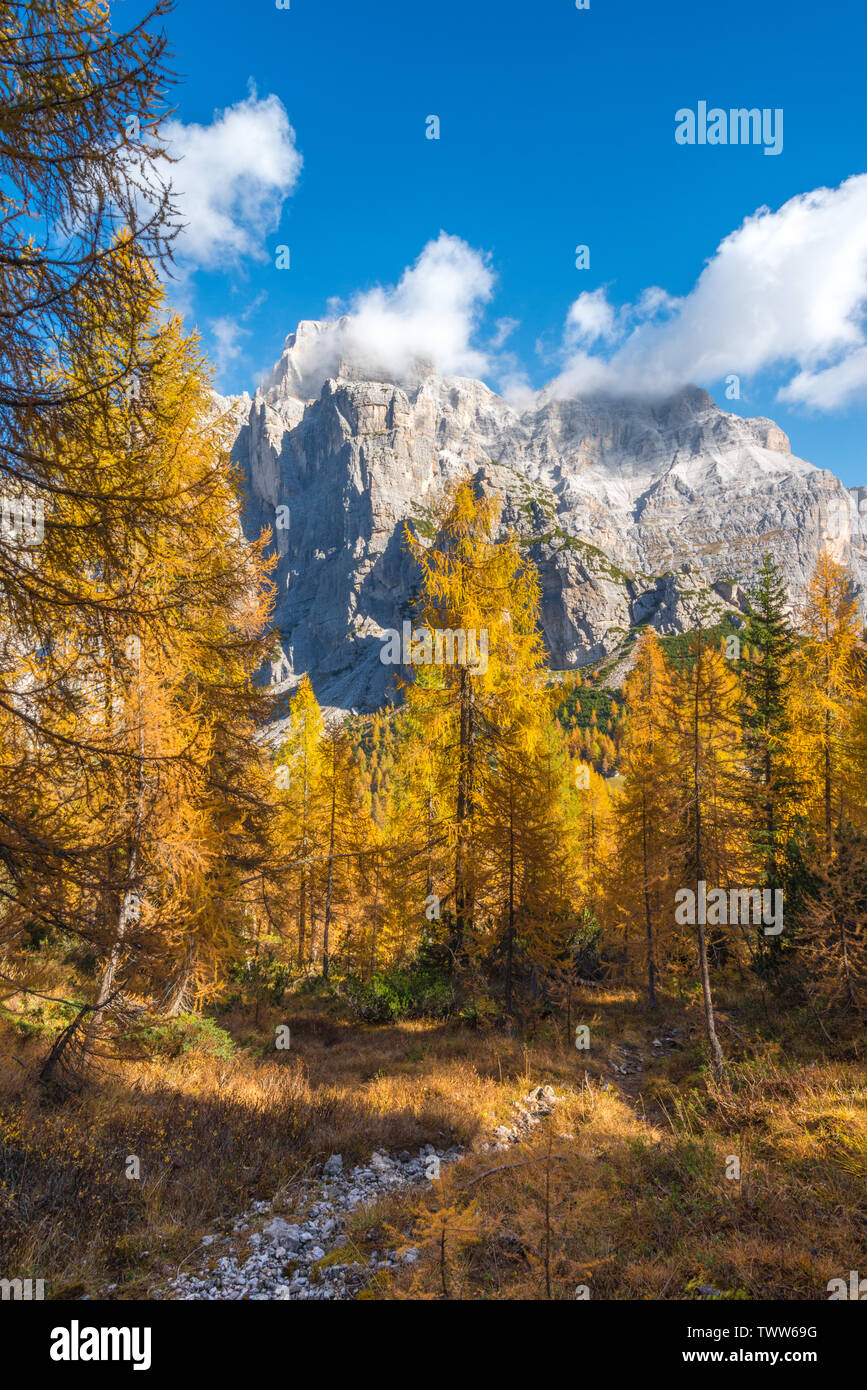 Vues de Montagne Moiazza à partir d'une forêt de mélèzes jaune en octobre. Feuillage de l'automne, les couleurs de l'automne d'arbres viré au jaune. Automne dans les Alpes italiennes. Banque D'Images