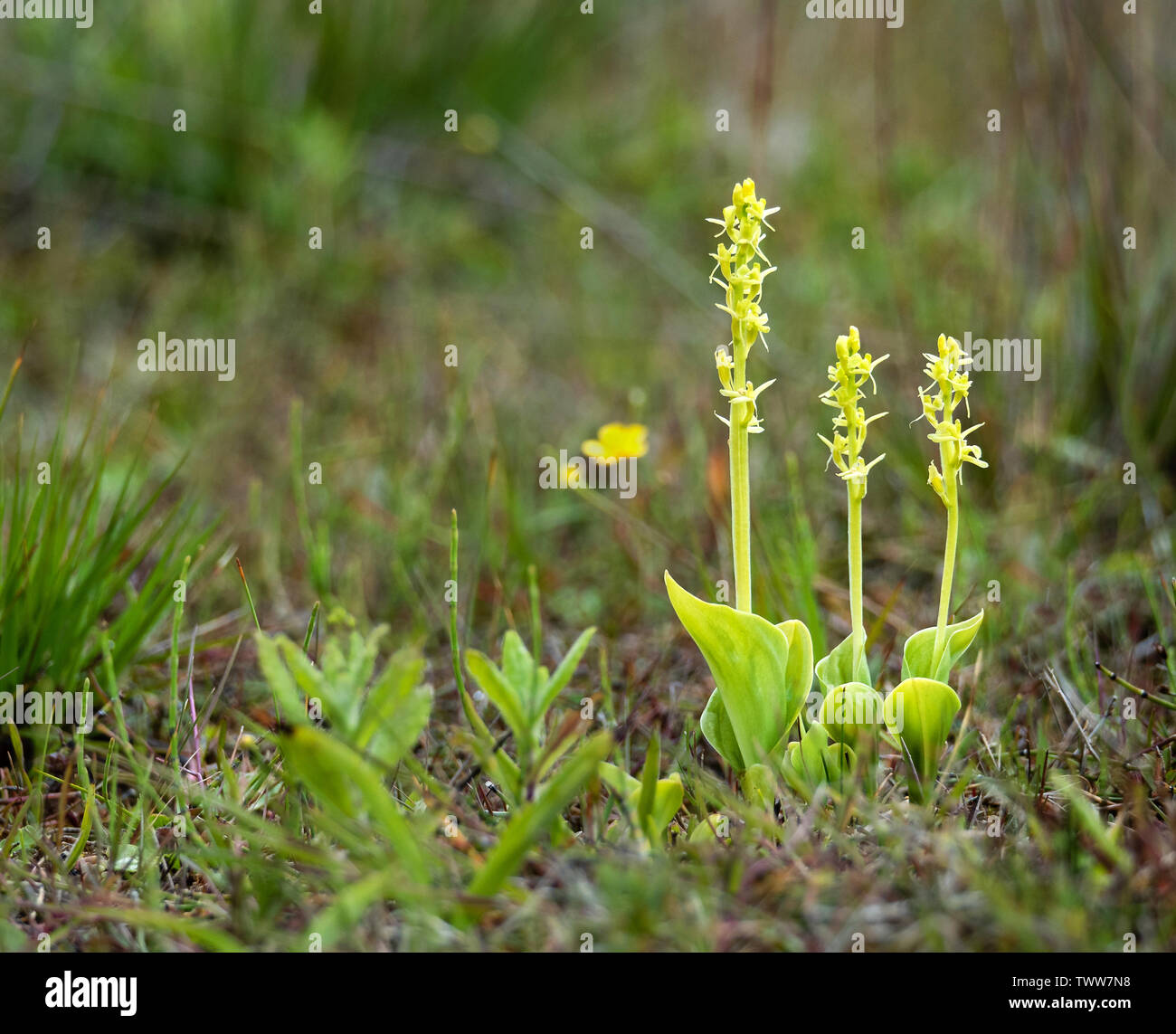 Orchidée Liparis loeselii Fen ovata sous-espèce poussant dans les lettes dunaires à Kenfig Burrows, dans le sud du Pays de Galles Banque D'Images