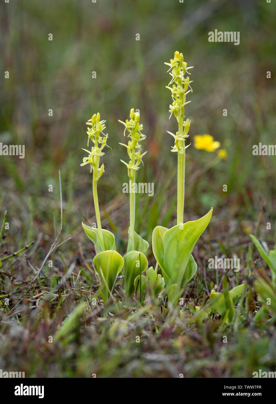 Orchidée Liparis loeselii Fen ovata sous-espèce poussant dans les lettes dunaires à Kenfig Burrows, dans le sud du Pays de Galles Banque D'Images