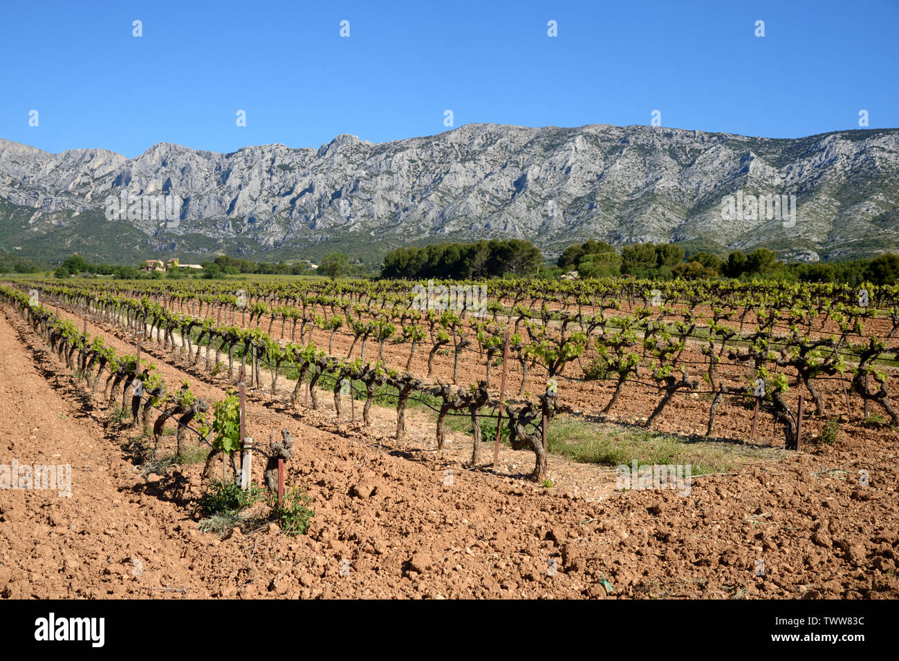 Côtes-de-Provence et rangées de vignes sous le Mont ou montagne Sainte-Victoire près de Puyloubier Provence France Banque D'Images