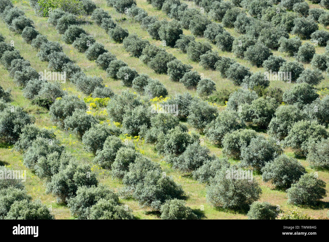 Vue aérienne sur oliveraie ou d'Oliviers avec les oliviers, Olea europaea, Provence France Banque D'Images