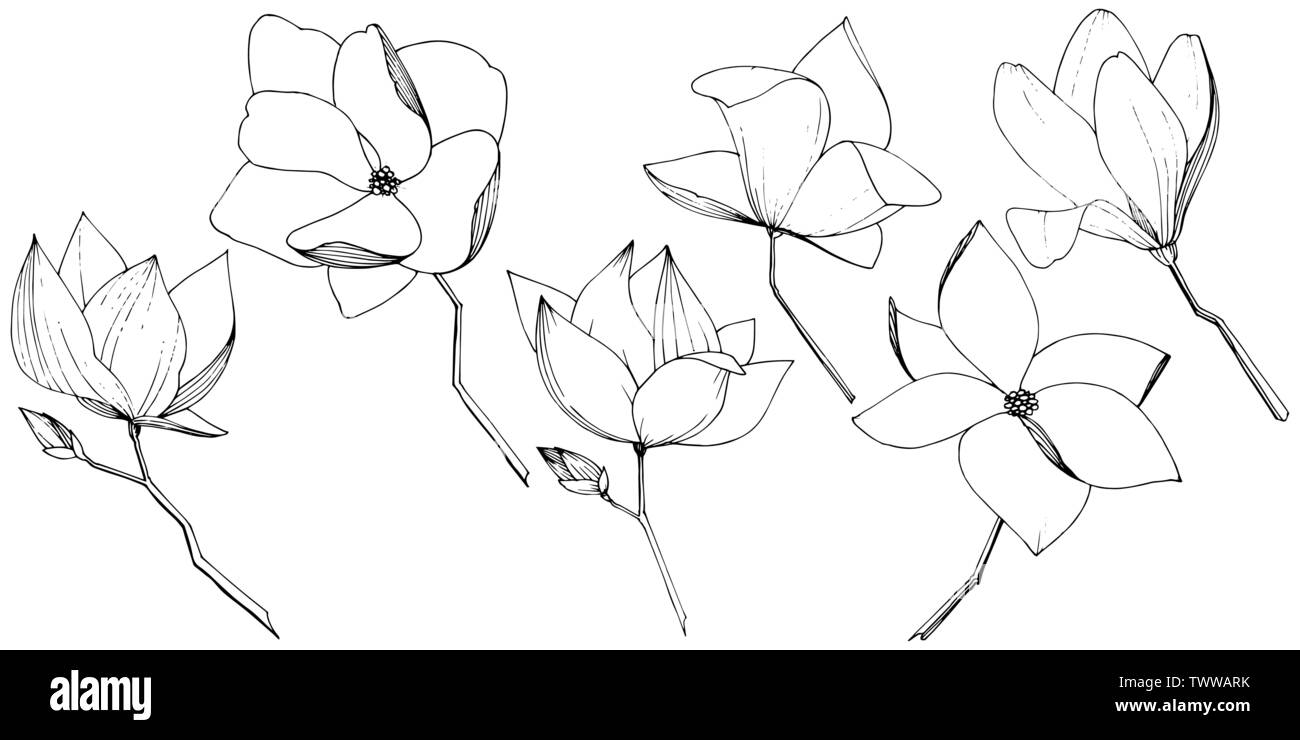 Magnolia fleurs botanique vecteur foral. Lame de ressort sauvages isolés de fleurs sauvages. Noir et blanc Encre gravée illustration elemen magnolia isolés art. Illustration de Vecteur