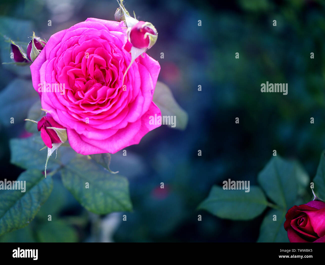 Arrière-plan de la photo belle rose sur un fond sombre de l'été dans le jardin Banque D'Images