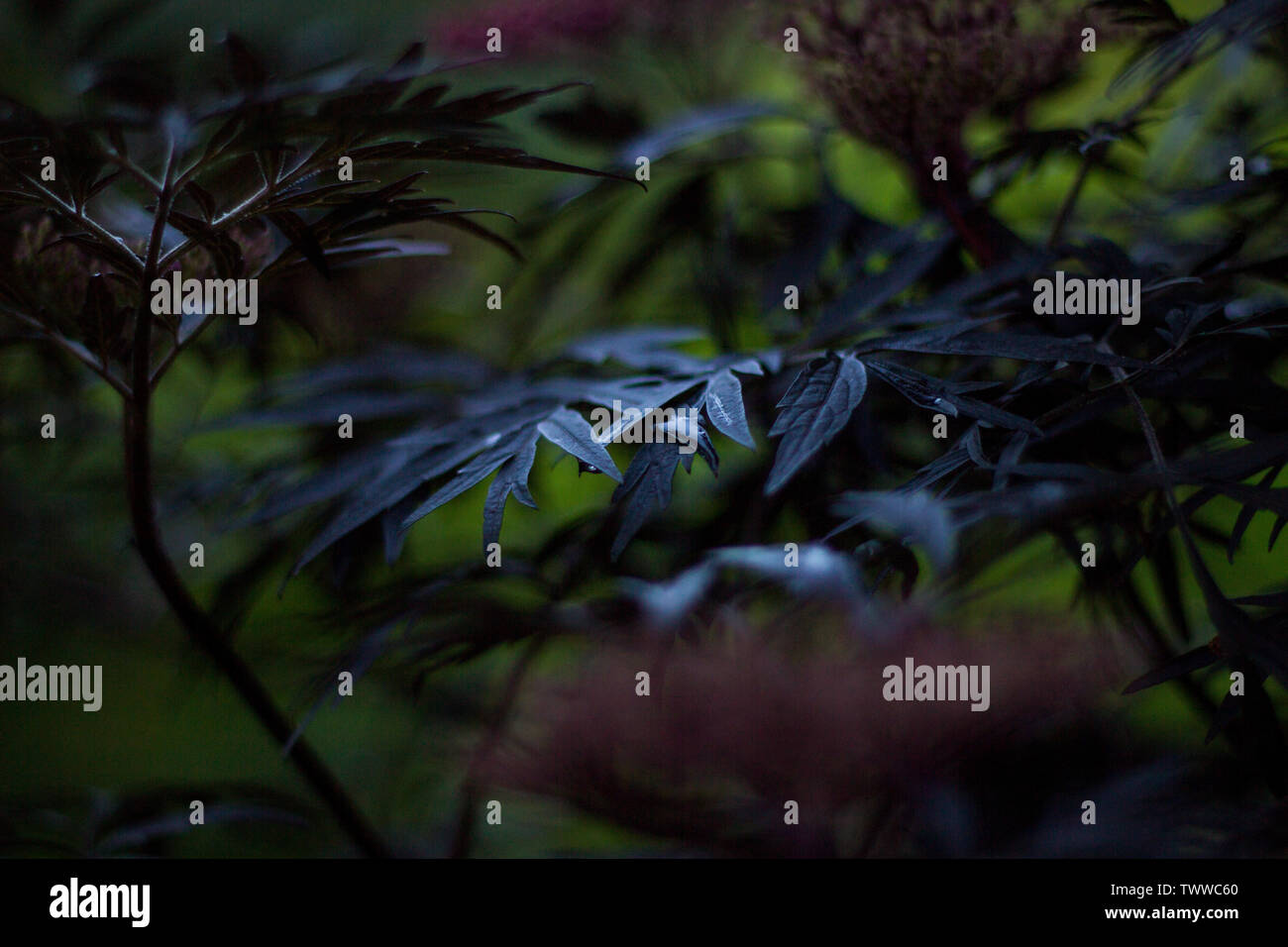 Close up de feuilles des plantes Banque D'Images