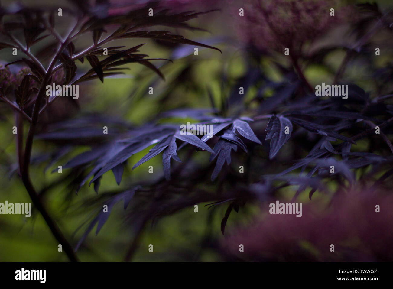 Close up de feuilles des plantes Banque D'Images