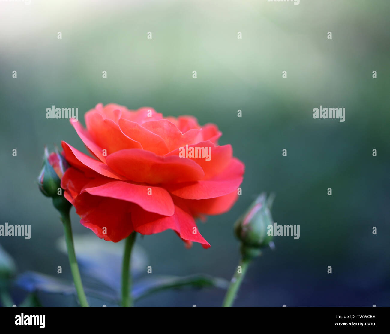 Arrière-plan de la photo belle rose sur un fond sombre de l'été dans le jardin Banque D'Images