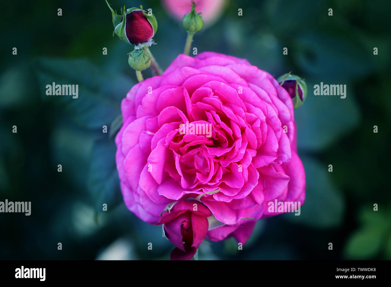 Arrière-plan de la photo belle rose sur un fond sombre de l'été dans le jardin Banque D'Images