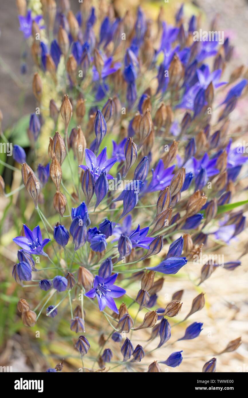 Le Triteleia laxa, également connu sous le nom d'Ithuriel lance des fleurs. Banque D'Images