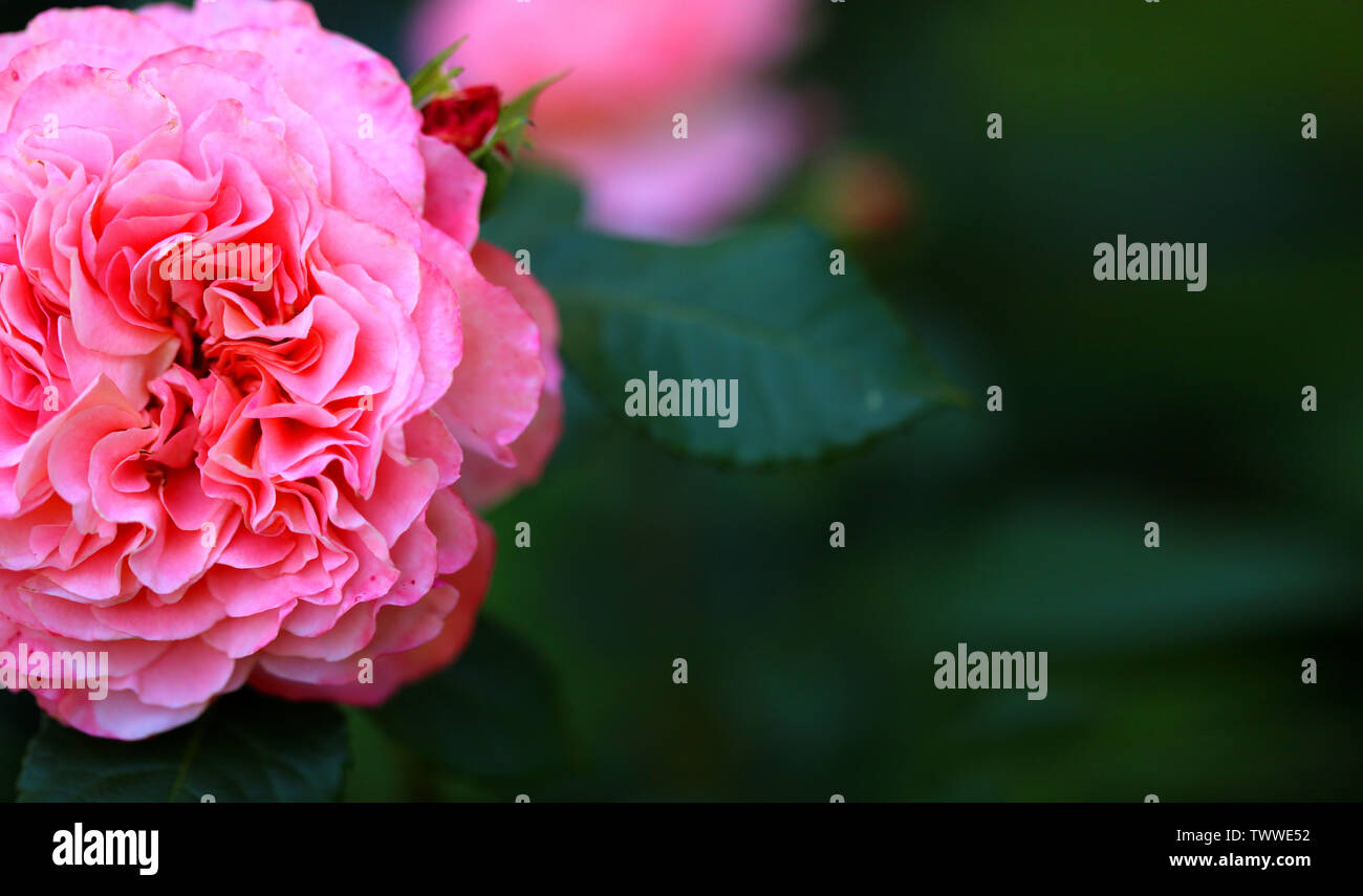 Arrière-plan de la photo belle rose sur un fond sombre de l'été dans le jardin Banque D'Images