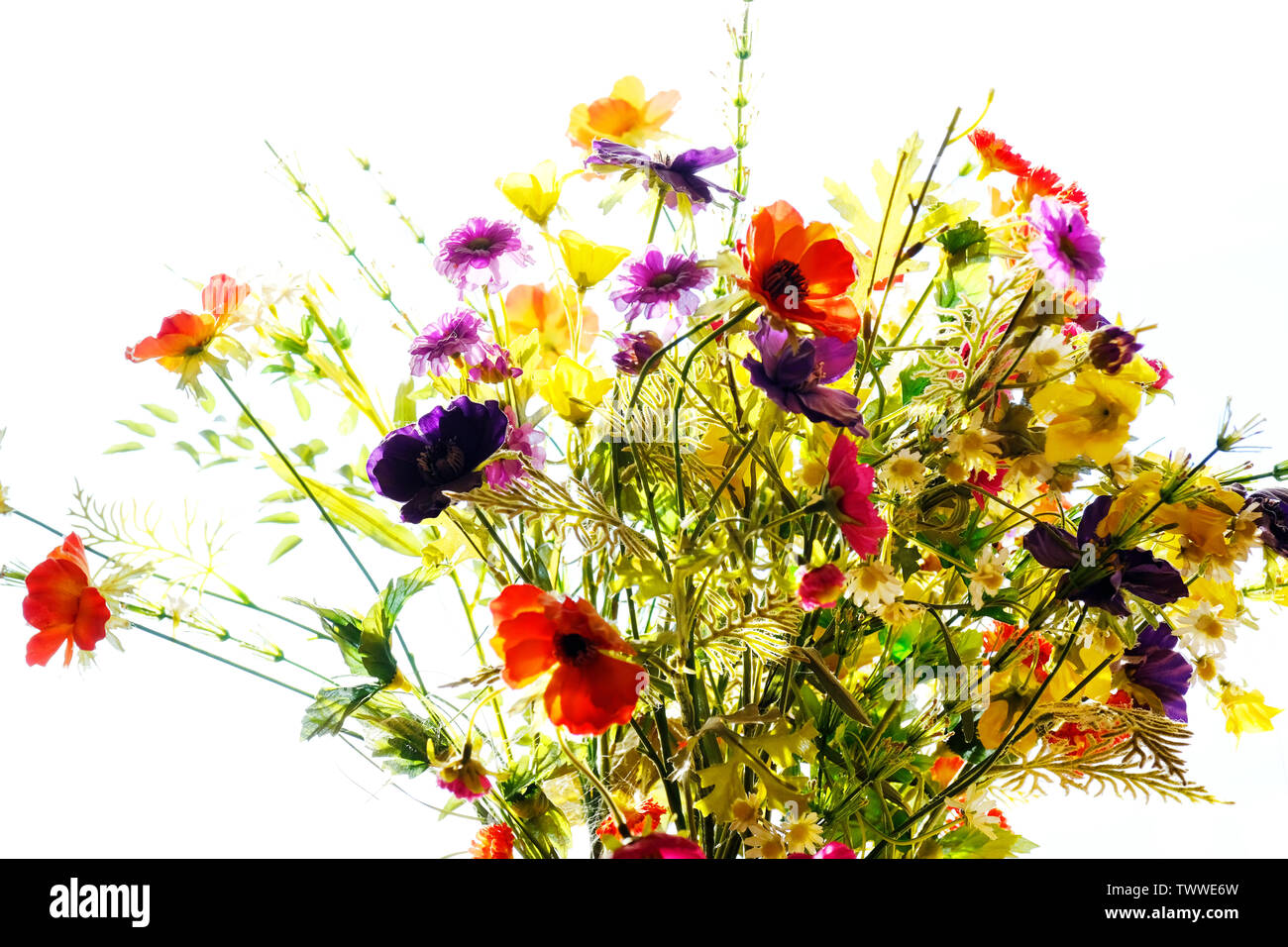 Un arrangement de fleurs colorées du rétroéclairage - John Gollop Banque D'Images