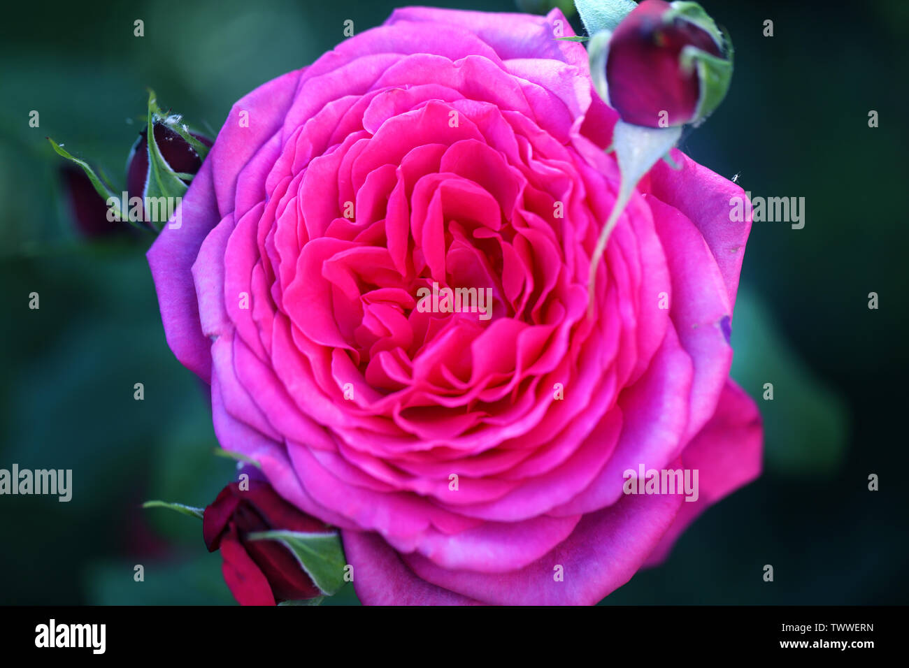 Arrière-plan de la photo belle rose sur un fond sombre de l'été dans le jardin Banque D'Images