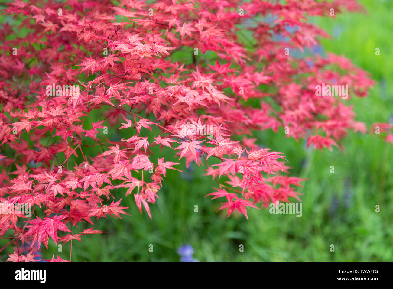 Les feuilles de printemps rouge colorées d'Acer palmatum Deshojo sur un fond vert flou - Angleterre, Royaume-Uni Banque D'Images