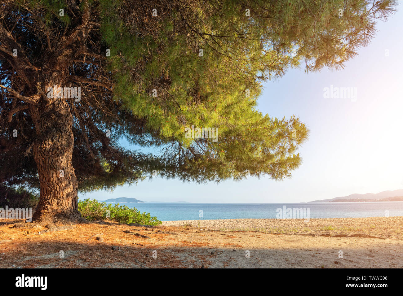 Pine Tree à la plage avec soleil. Beau paysage d'été Banque D'Images