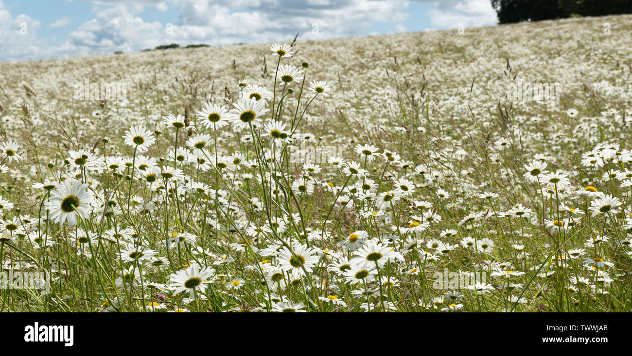 Pré de fleurs sauvages couverts de marguerites floraison oxeye (Leucanthemum vulgare) en juin. Paysage d'été à Barton Meadows Nature Reserve, Hampshire, Royaume-Uni Banque D'Images