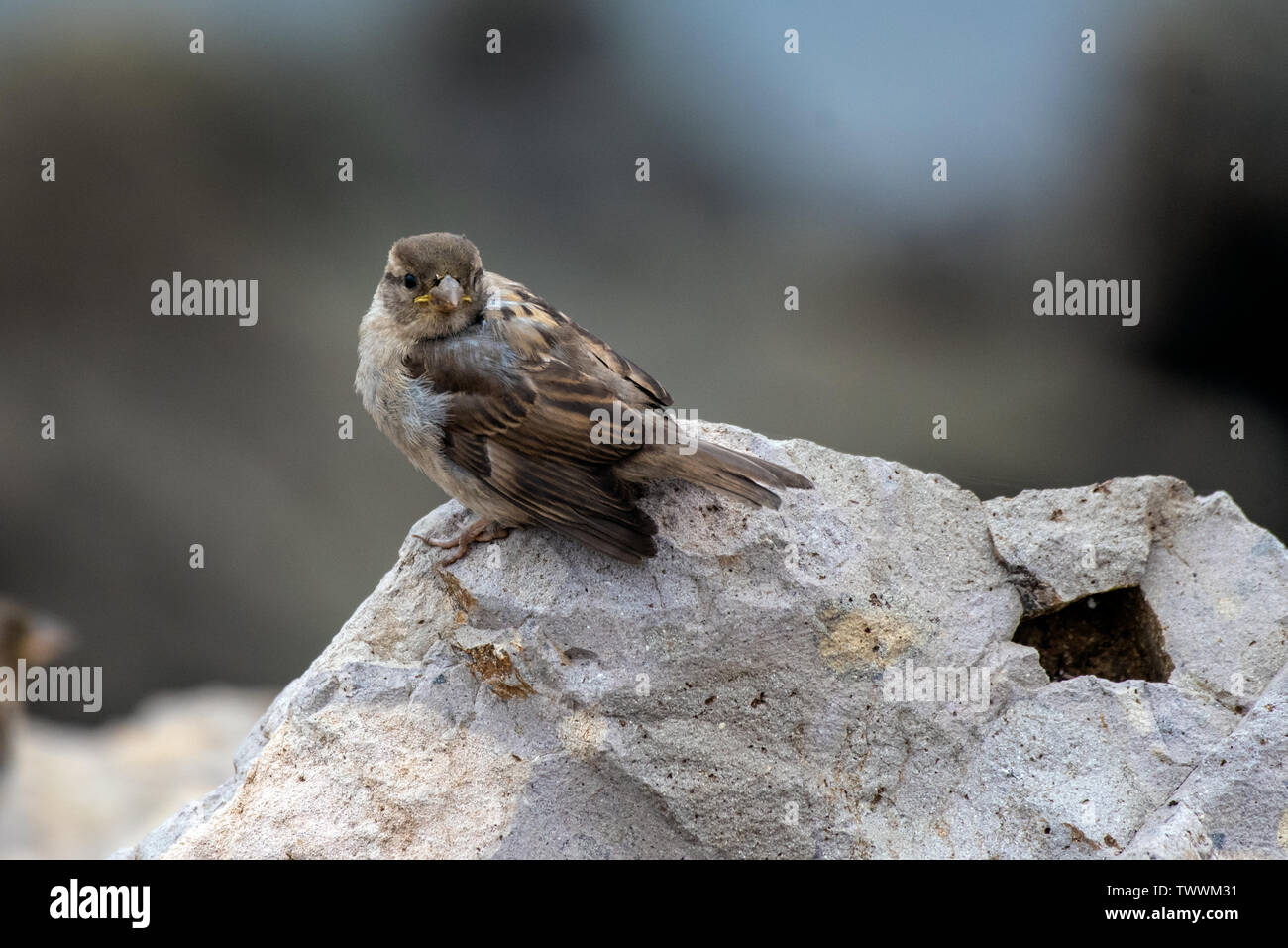 Petit finch reposant sur le roc sur la plage tandis que la recherche de le repas du matin en regardant à gauche. Banque D'Images