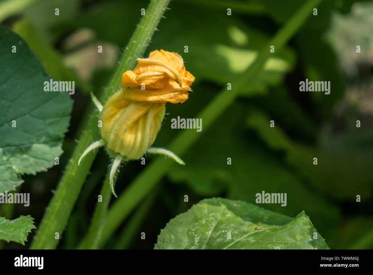 Fleur de courgette dans le jardin - Cucurbita pepo Banque D'Images