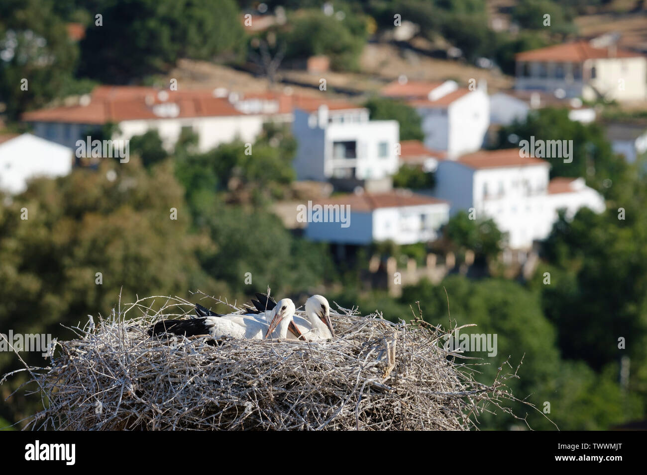 Cigogne Blanche (Ciconia ciconia) oisillons dans leur nid. Valencia de Alcantara. L'Estrémadure. L'Espagne. Banque D'Images