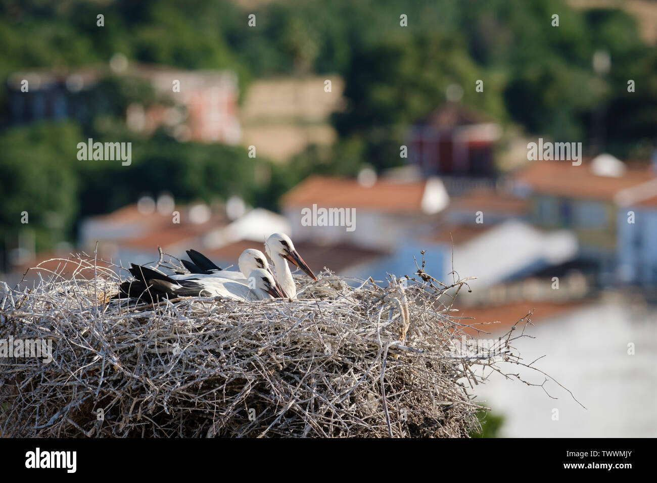 Cigogne Blanche (Ciconia ciconia) oisillons dans leur nid. Valencia de Alcantara. L'Estrémadure. L'Espagne. Banque D'Images