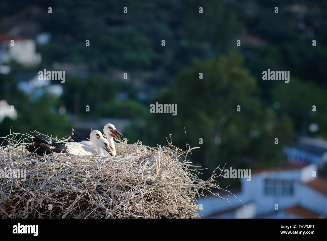 Cigogne Blanche (Ciconia ciconia) oisillons dans leur nid. Valencia de Alcantara. L'Estrémadure. L'Espagne. Banque D'Images