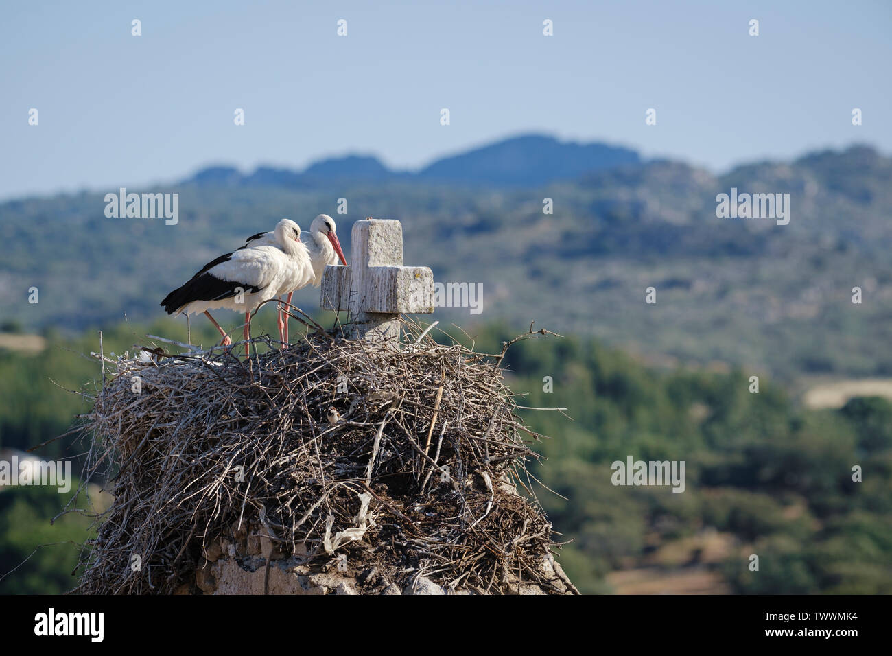 Cigogne Blanche (Ciconia ciconia) paire au nid. Valencia de Alcantara. L'Estrémadure. L'Espagne. Banque D'Images