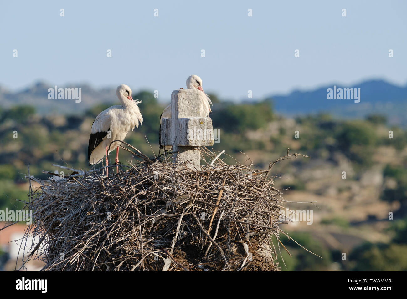 Cigogne Blanche (Ciconia ciconia) paire au nid. Valencia de Alcantara. L'Estrémadure. L'Espagne. Banque D'Images