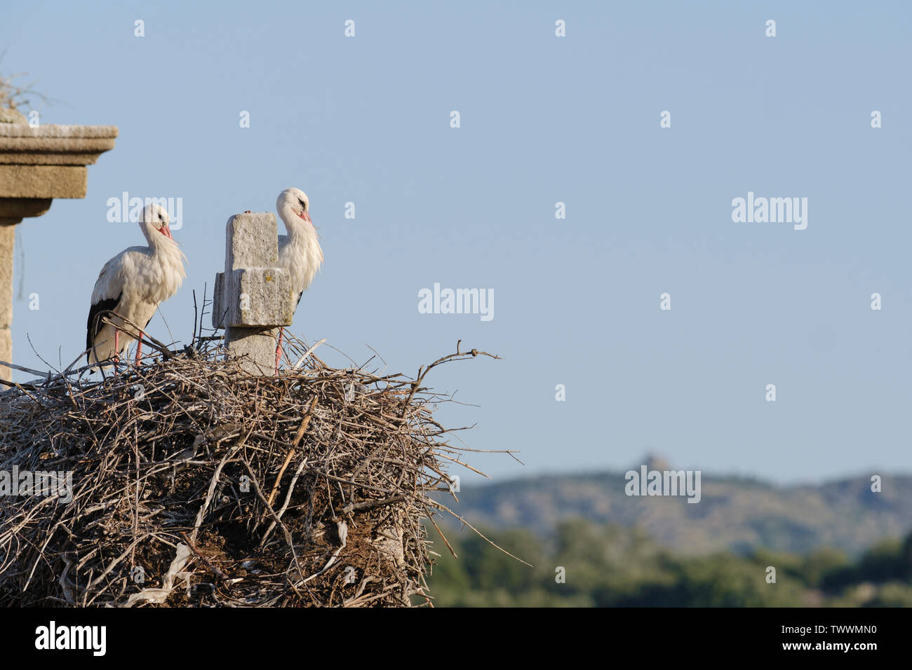 Cigogne Blanche (Ciconia ciconia) paire au nid. Valencia de Alcantara. L'Estrémadure. L'Espagne. Banque D'Images