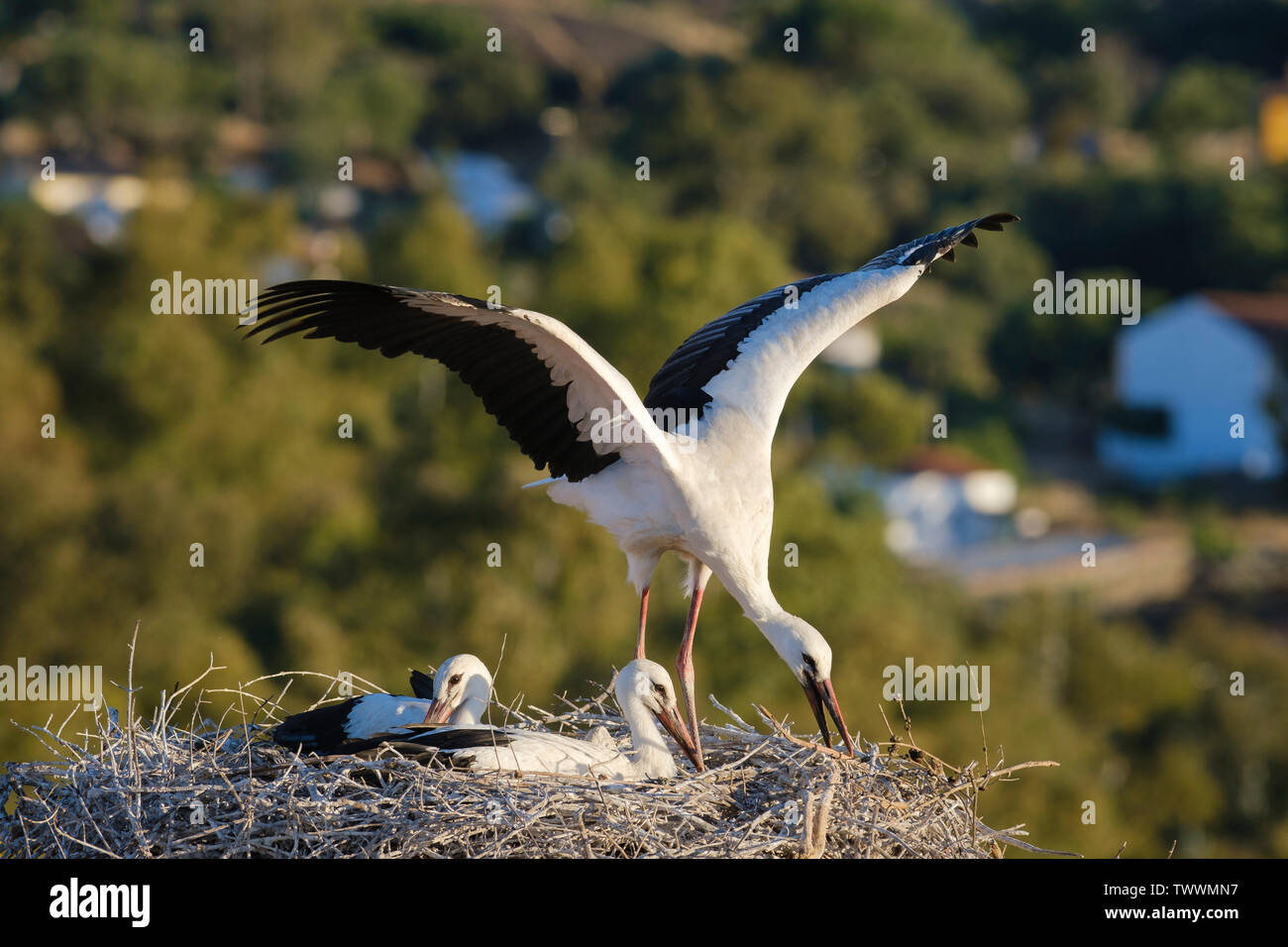 Cigogne Blanche (Ciconia ciconia) oisillons dans leur nid. Valencia de Alcantara. L'Estrémadure. L'Espagne. Banque D'Images