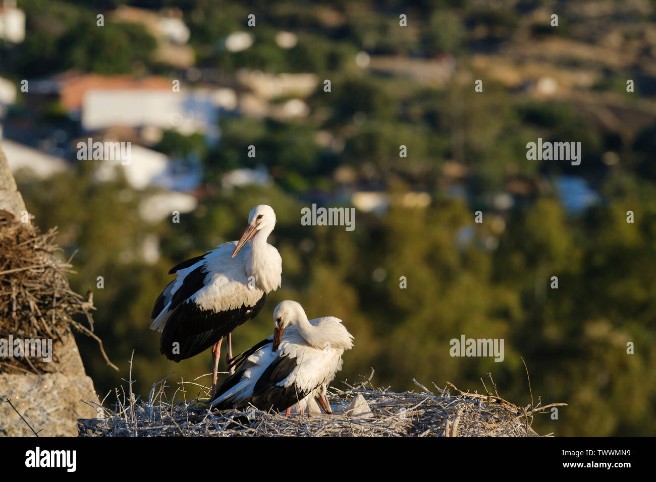 Cigogne Blanche (Ciconia ciconia) oisillons dans leur nid. Valencia de Alcantara. L'Estrémadure. L'Espagne. Banque D'Images
