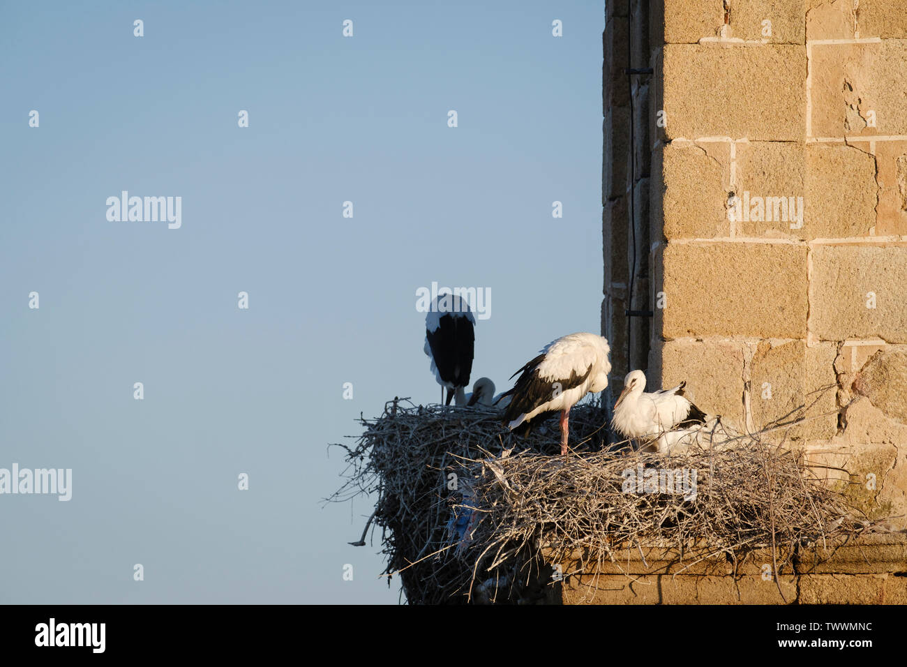 Cigogne Blanche (Ciconia ciconia) oisillons dans leur nid. Valencia de Alcantara. L'Estrémadure. L'Espagne. Banque D'Images