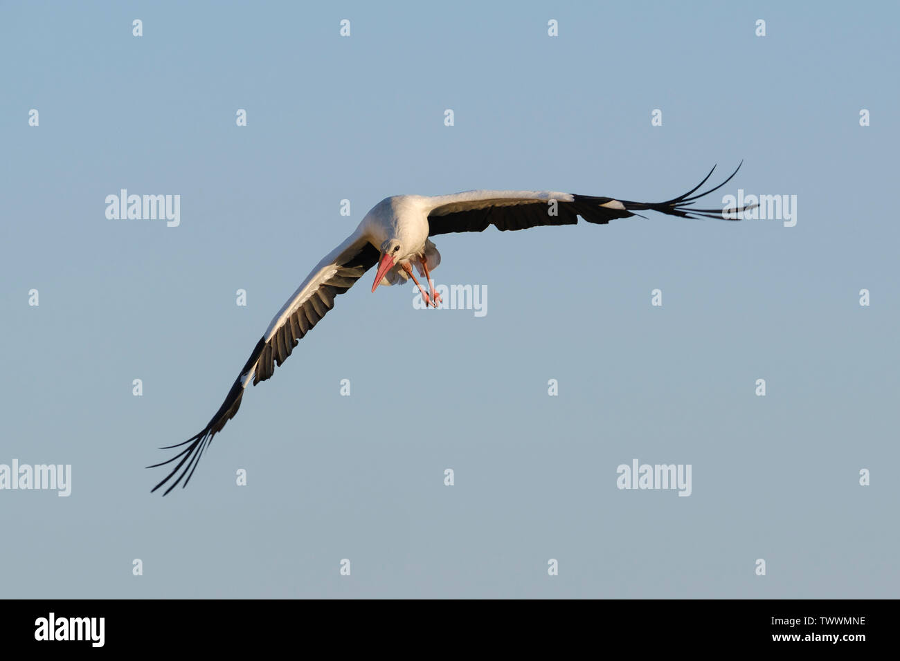 Cigogne Blanche (Ciconia ciconia) en vol. L'Estrémadure. L'Espagne. Banque D'Images
