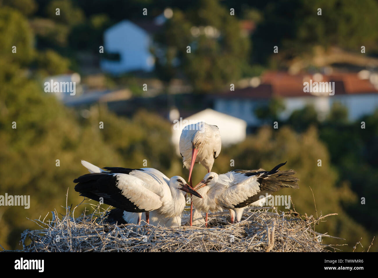 Cigogne Blanche (Ciconia ciconia) des profils avec trois oisillons dans leur nid. Valencia de Alcantara. L'Estrémadure. L'Espagne. Banque D'Images