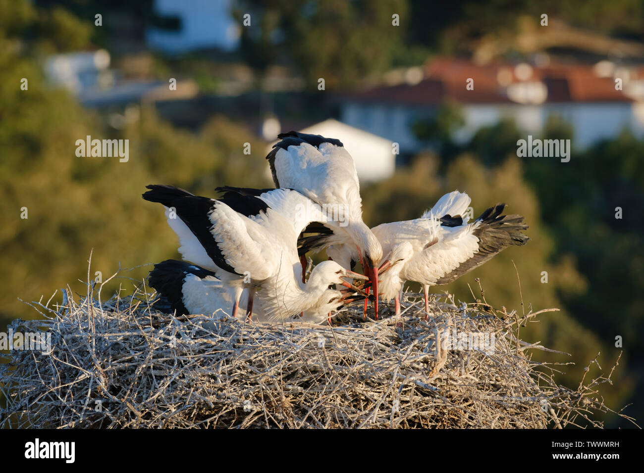 Cigogne Blanche (Ciconia ciconia) nourrir trois poussins. Valencia de Alcantara. L'Estrémadure. L'Espagne. Banque D'Images