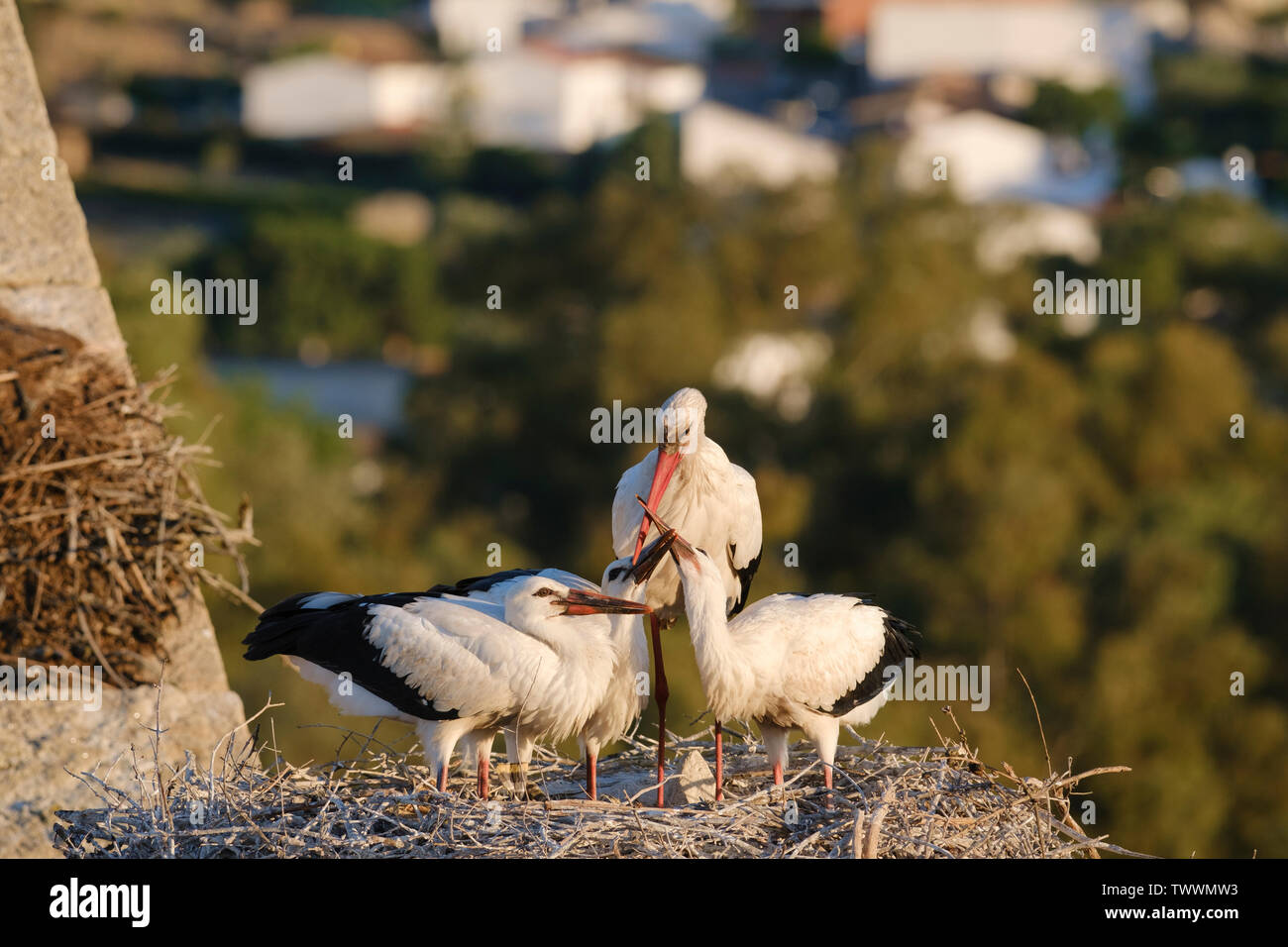 Cigogne Blanche (Ciconia ciconia) des profils avec trois oisillons dans leur nid. Valencia de Alcantara. L'Estrémadure. L'Espagne. Banque D'Images