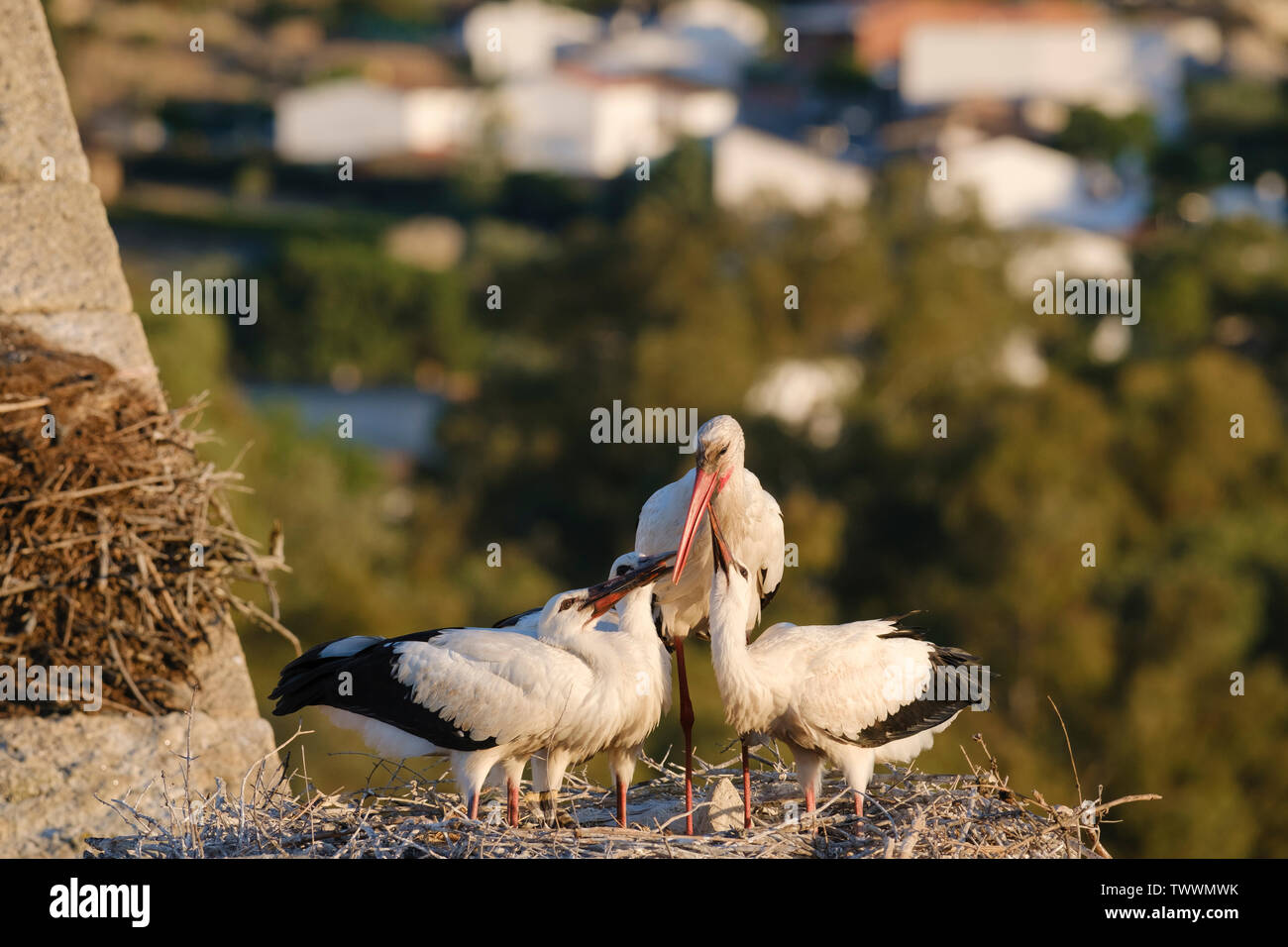 Cigogne Blanche (Ciconia ciconia) des profils avec trois oisillons dans leur nid. Valencia de Alcantara. L'Estrémadure. L'Espagne. Banque D'Images