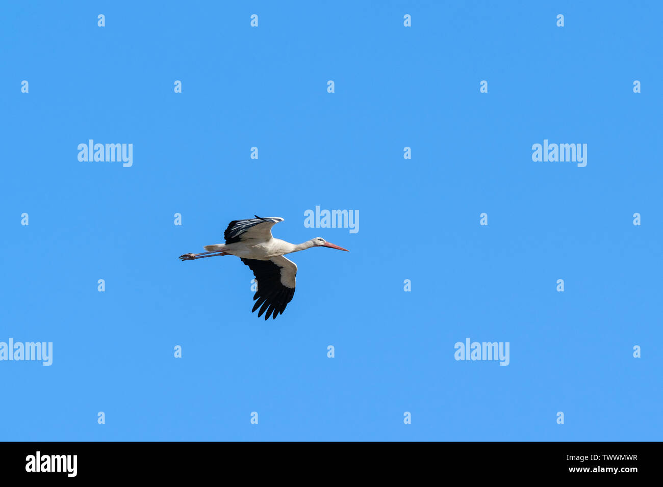 Cigogne Blanche (Ciconia ciconia) en vol. L'Estrémadure. L'Espagne. Banque D'Images