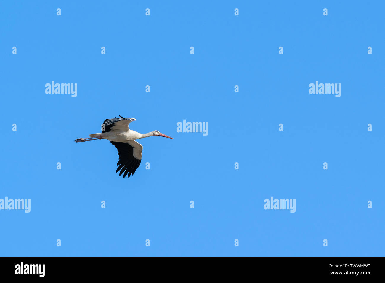 Cigogne Blanche (Ciconia ciconia) en vol. L'Estrémadure. L'Espagne. Banque D'Images