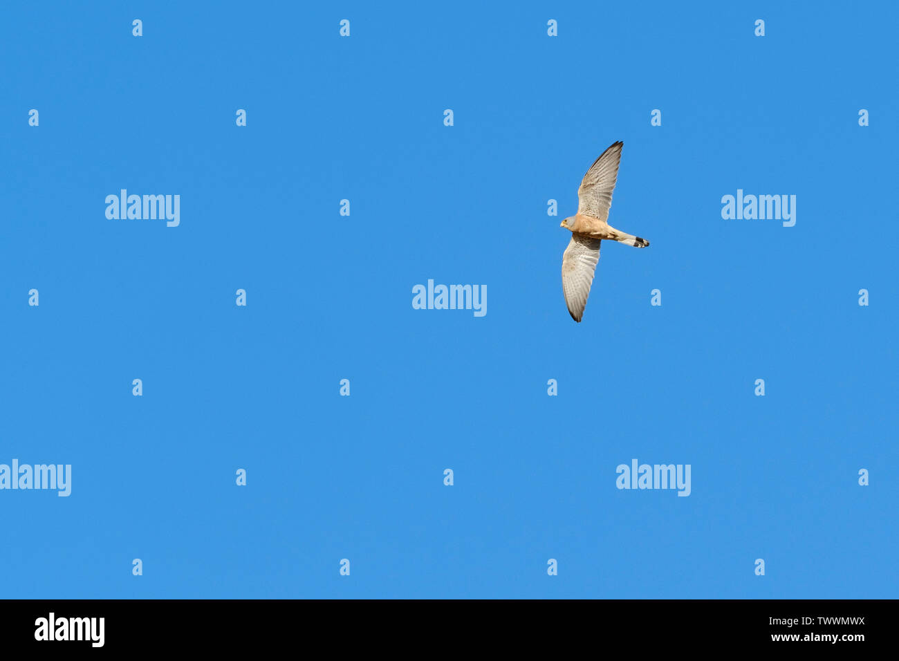 Faucon crécerellette (Falco naumanni) mâle adulte en vol. L'Estrémadure. L'Espagne. Banque D'Images
