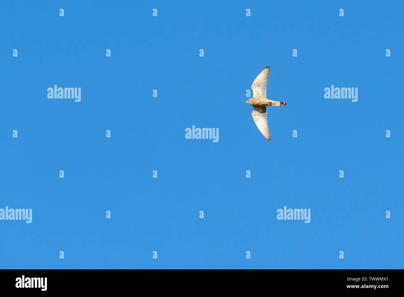 Faucon crécerellette (Falco naumanni) mâle adulte en vol. L'Estrémadure. L'Espagne. Banque D'Images