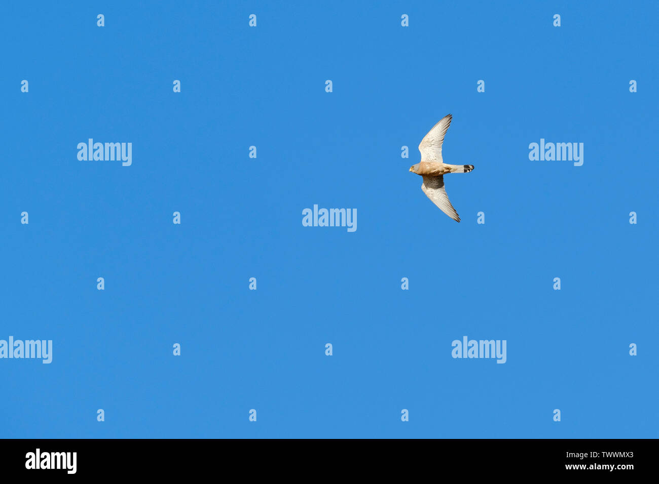 Faucon crécerellette (Falco naumanni) mâle adulte en vol. L'Estrémadure. L'Espagne. Banque D'Images