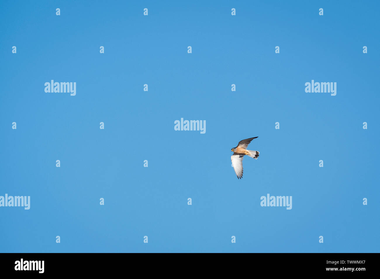 Faucon crécerellette (Falco naumanni) mâle adulte en vol. L'Estrémadure. L'Espagne. Banque D'Images